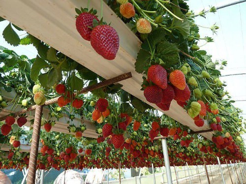 3. Les fraises poussent bien si elle sont pendues: que diriez-vous de construire une structure en recyclant des gouttières?