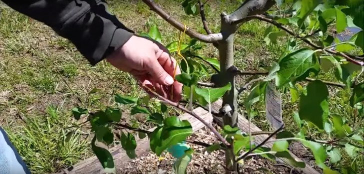 He hung one-half on each one of his fruit trees to protect them from deer. In the case, a tree does not have branches yet, then you can put a stick in the ground that supports a half a bar of soap.
