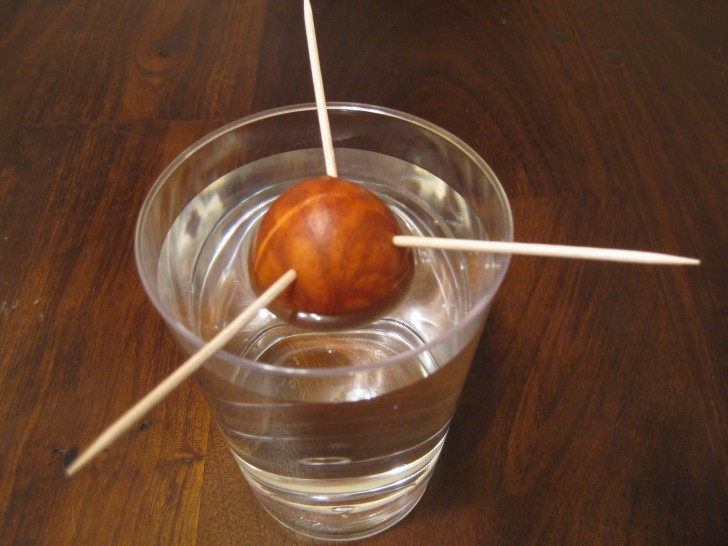 Atravezar la semilla con los tres escarbadientes (como en figura) y rellenar el vaso con el agua: el fondo de la semilla debe estar cubierto por el agua.