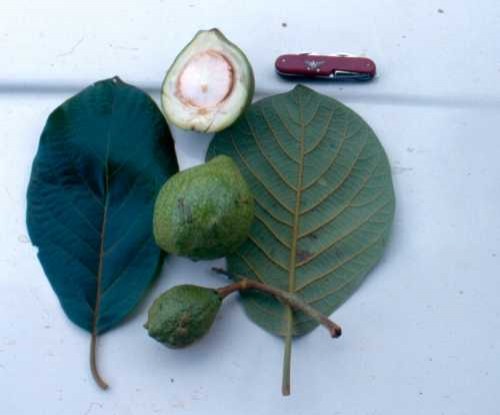 3. Il Coyo è un albero selvatico della stessa famiglia dell'avocado, appartenente alla famiglia delle Lauraceae.