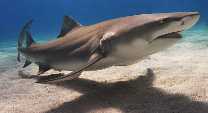 Chaque année, plus de cent millions de requins sont tués, ces chiffres menacent la survie des espèces.