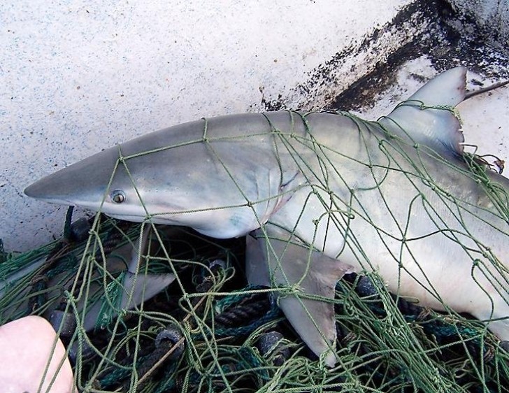 Responsable de ces morts, la mutilation des nageoires pour produire la fameuse soupe d'ailerons de requin.