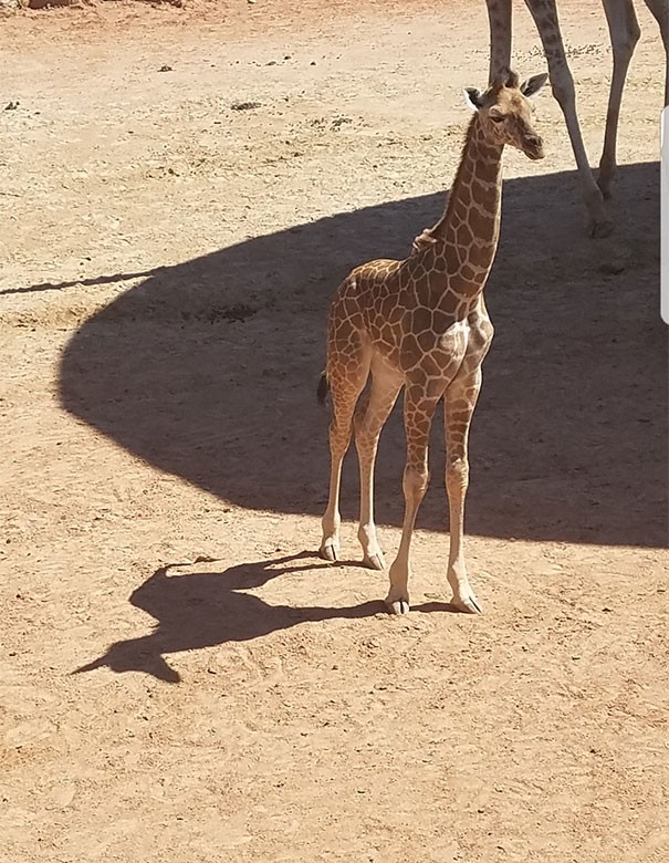 7. L'ombre de la girafe nous apparaît comme celle d'une licorne!
