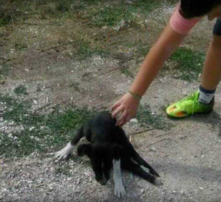 Alguém tinha dado um tiro em Niki.