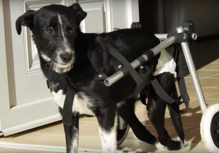 Le han comprado una silla de ruedas para animales con la cual logra caminar.