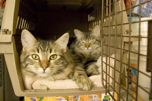 Sicuramente i gatti ospiti della clinica vedranno la visita dal veterinario più come una giornata di benessere invece che come un incubo!