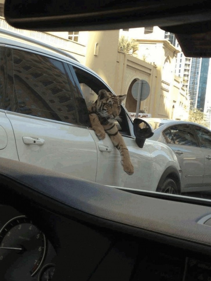 10. Gli emiri ostentano tigri, ghepardi e pantere al pubblico... Non spaventatevi se vedete uno di questi felini a bordo di un auto!