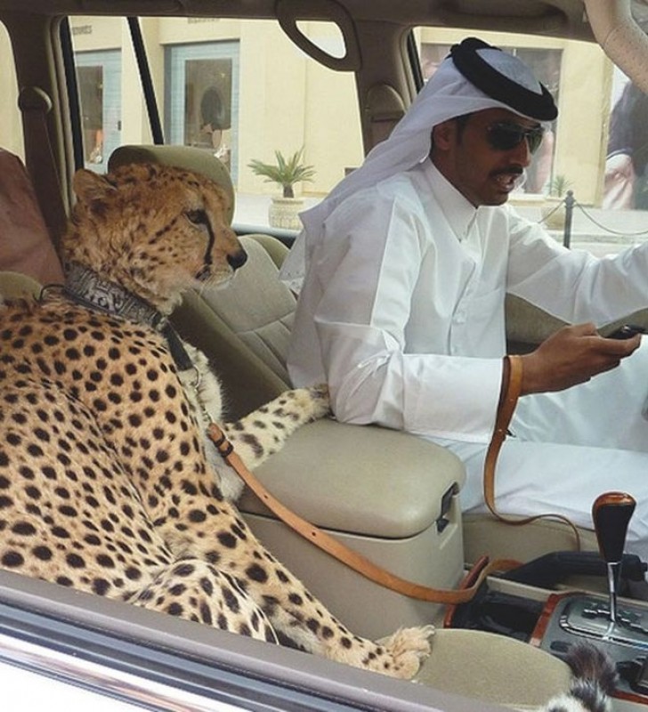 8. Eine Wildkatze auf dem Beifahrersitz. In Dubai ist das ein Synonym für Luxus und Reichtum.