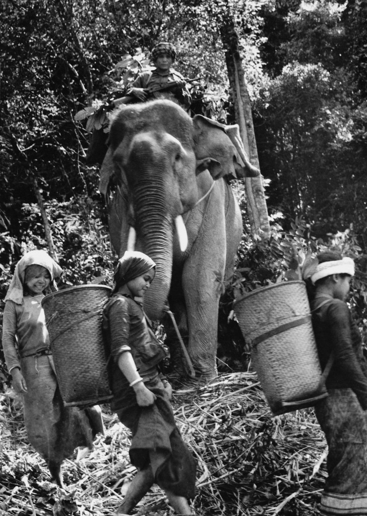 Mars 1971 une guérillero chevauche son éléphant.