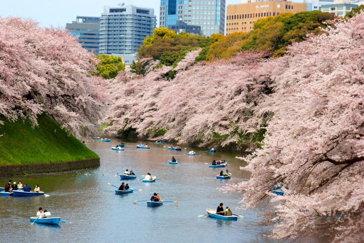 1. Le japon au printemps.