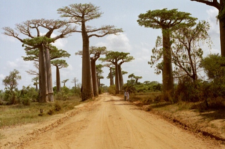 22. Wandelen tussen de baobabs in Madagascar.