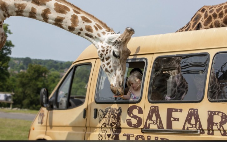 4. Op safari in Afrika.