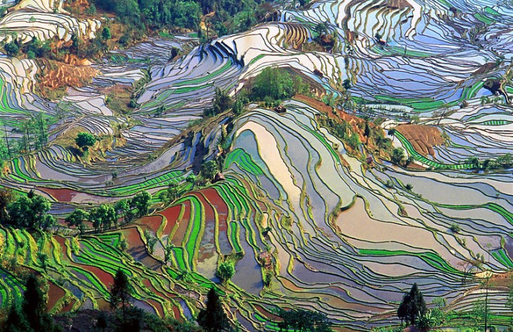 6. Le terrazze di riso nella regione dello Yunnan (Cina meridionale).