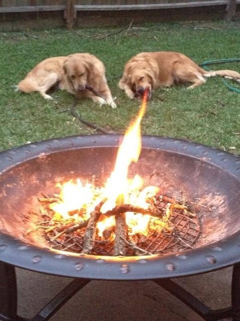20. A: "Man Hund kann sehr gut bewachen". B:"Meiner spuckt Feuer"