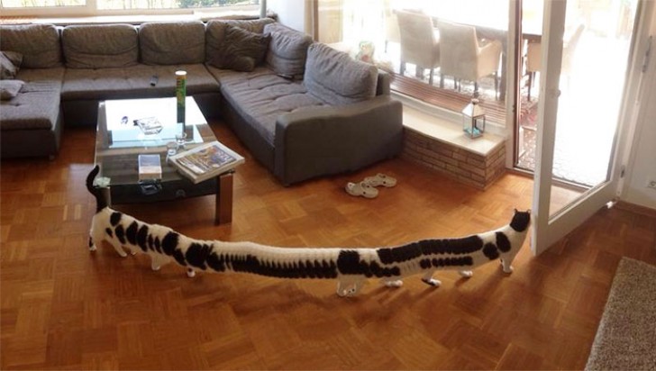 Auf diesem Panorama Foto könnt ihr im Wohnzimmer eine sehr seltene Raupen-Katze bewundern.