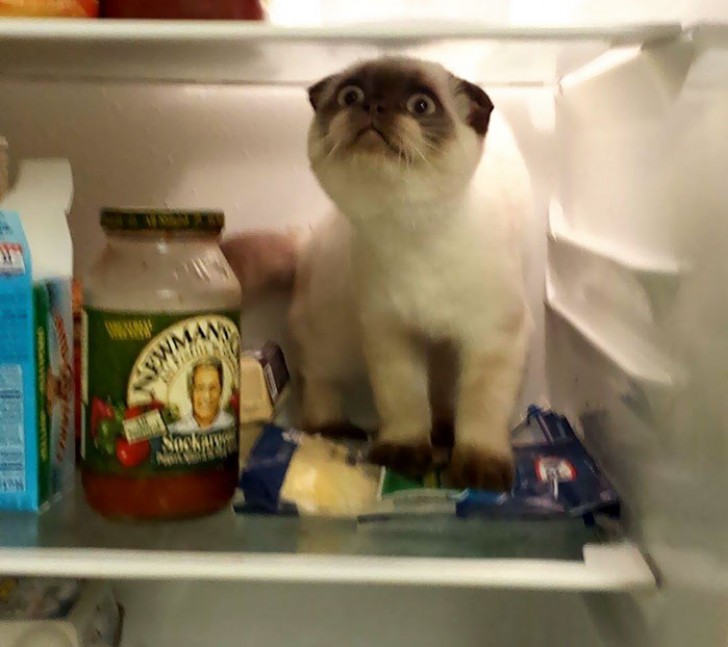 24. Il voulait toujours aller dans le frigo, il a réussi mais la réaction semble mitigée!