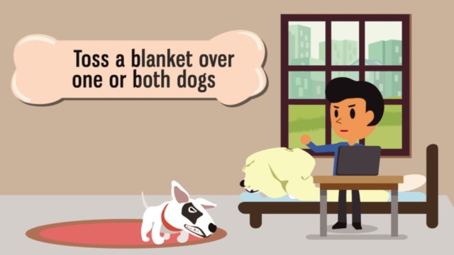 3. Lancer une couverture sur les deux chiens