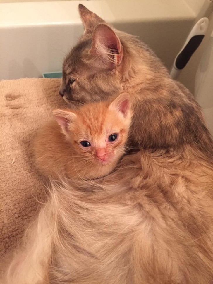 At the Atlanta Humane Society animal shelter, there was a newborn kitten, that needed a mother cat willing to adopt it.