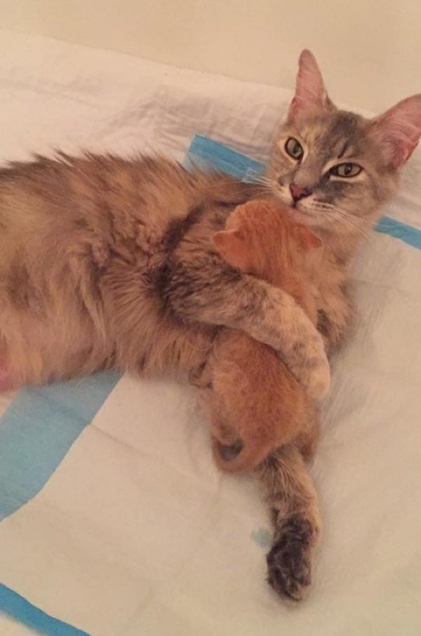She was sad because she had lost all her own kittens, and now there was a kitten desperately looking for a mother --- perhaps the meeting would save two lives.