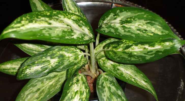 10. Aglaonema