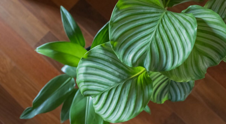 La calathea resiste molto bene al buio e ha bisogno di poca acqua in inverno