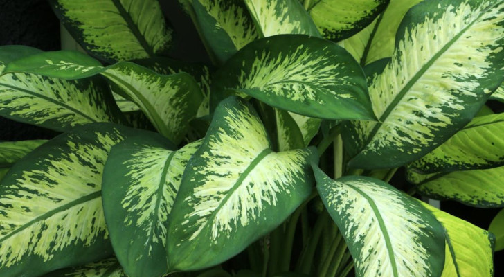 La dieffenbachia ama la luce diffusa