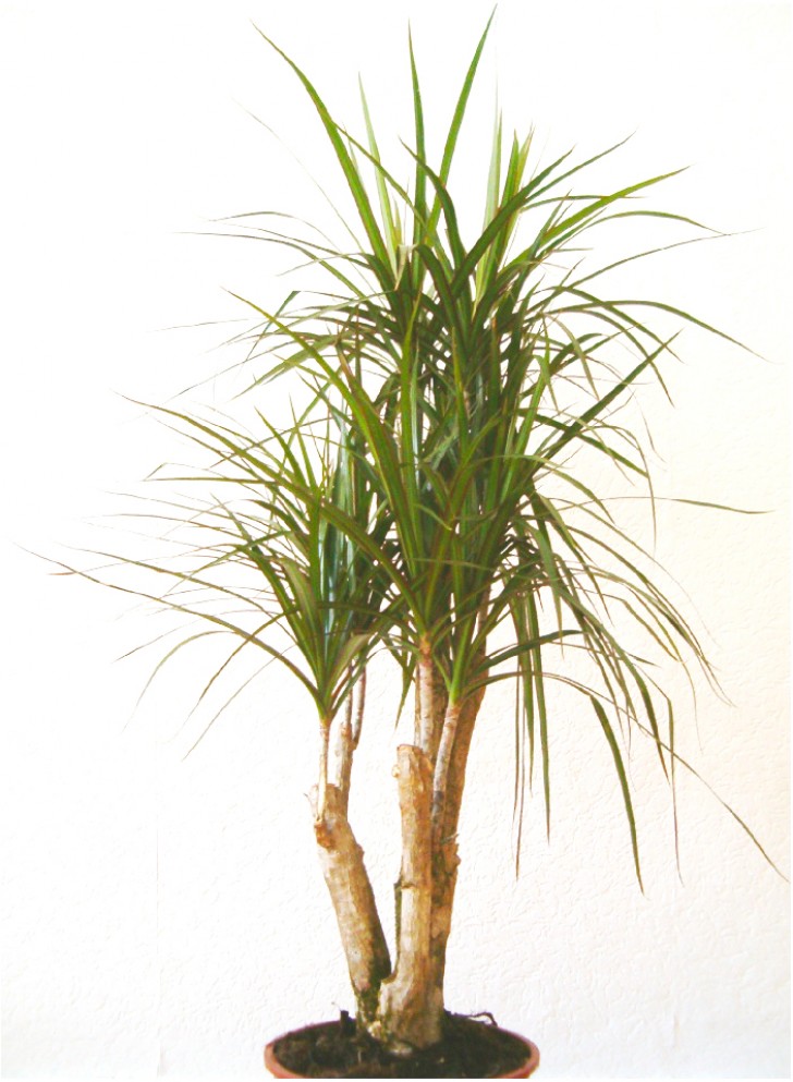 3. Drakenbloedplant