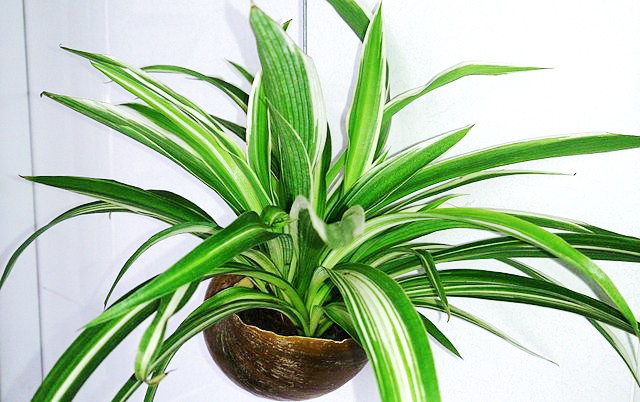 4. Graslelie (Chlorophytum comosum)