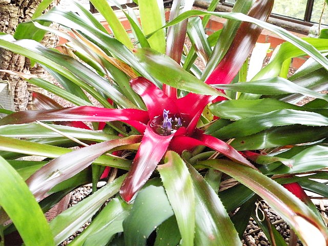 8. Neoregelia