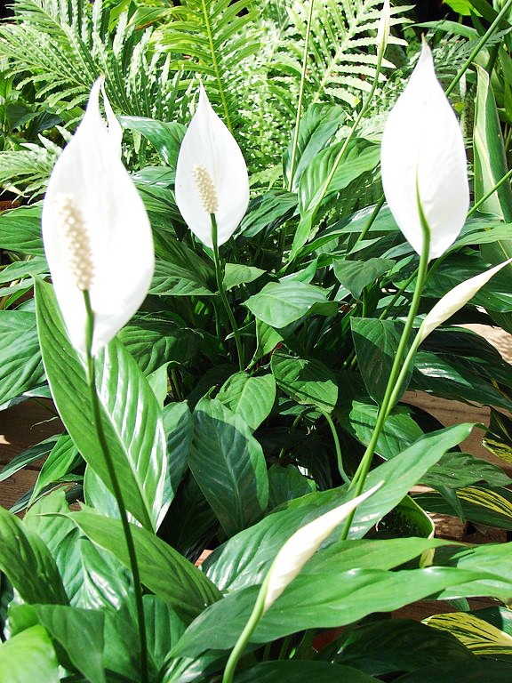 9. Lepelplant