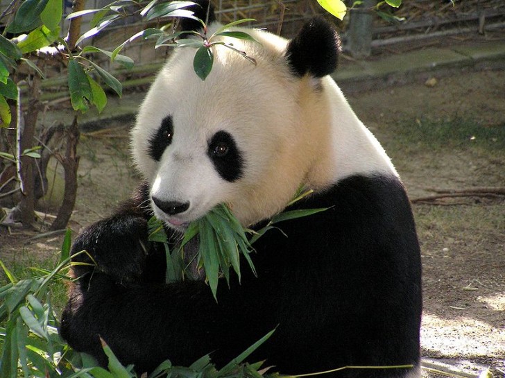 1. Il panda gigante non è più una specie a rischio d'estinzione.