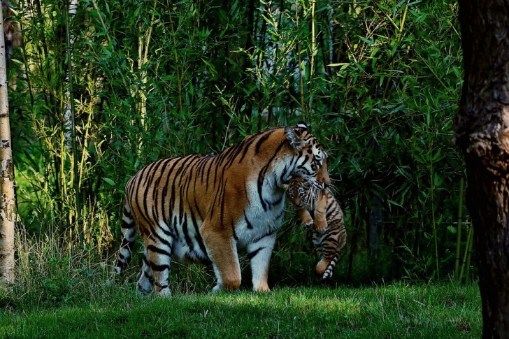 14. Voor het eerst in honderd jaar is in dit gebied de populatie van wilde tijgers weer aan het toenemen.
