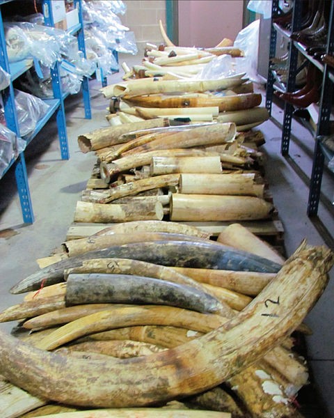 3. Voor het einde van 2017 zal China de legale handel in ivoor afschaffen.