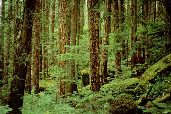 8. Canada heeft 85% van het grootste regenwoud van ontbossing bespaard.