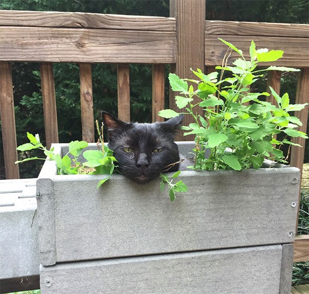 13. il ne trouvait plus son chat, puis il s'est souvenu d'avoir un pot d'herbe à chat sur le balcon.