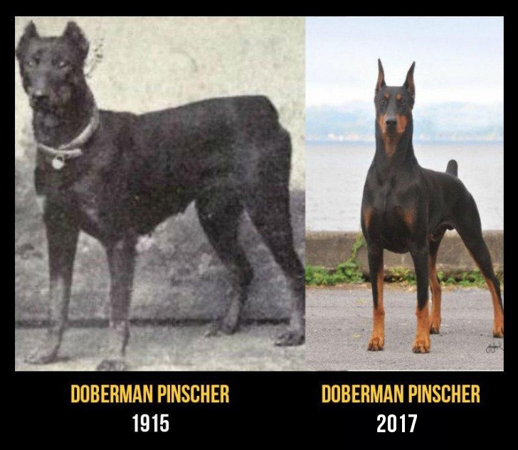 Honden van het dobermanras hebben vaak hartproblemen, stollingsproblematiek en heupdysplasie.
