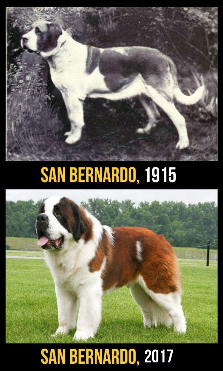 Il San Bernardo era un cane atletico e adatto al lavoro; ad oggi risulta più tozzo e con un pelo inspiegabilmente folto e pesante.