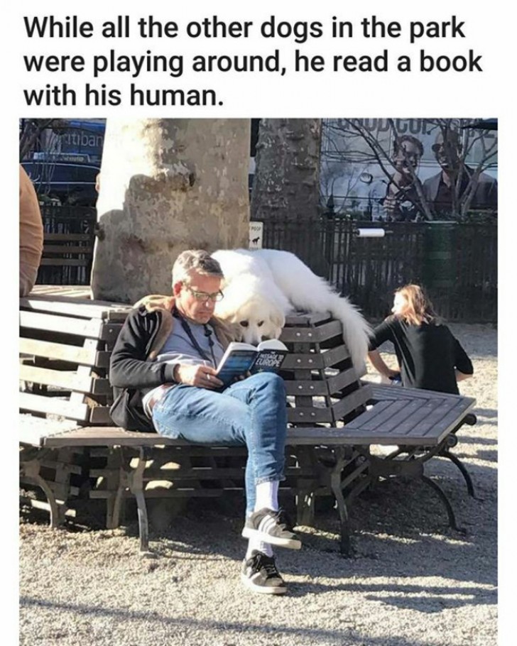 Die anderen Hunde spielen im Park, dieser liest zusammen mit seinem Herrchen!