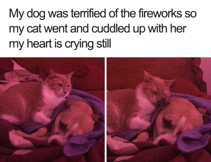 Der Hund hatte Angst vor Feuerwerk, also hat sich die Katze neben ihn gelegt und ihn beruhigt.