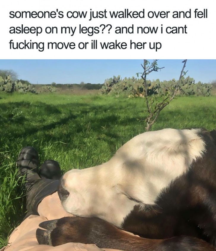 Une vache vient à ma rencontre et décide de dormir sur mes jambes ... Je ne peux pas me lever, sinon je la réveille!
