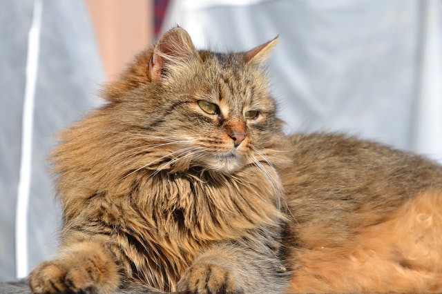 1. In Russland hat eine Katze namens Masha ein Neugeborenes gerettet, welches verlassen in einer Schachtel im Schnee lag: Sie hat ihn mit seinem Fell gewärmt und miaut bis Passanten ihn bemerkt haben.