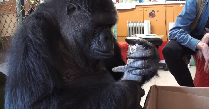 11. L'intelligentissima gorilla Koko si è disperata per giorni dopo aver saputo della morte della gattina che i ricercatori del centro le avevano regalato per il compleanno.