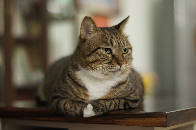 12. Een onderzoek heeft aangetoond dat katten doorhebben wanneer hun baasje tegen hen praat, maar dat ze simpelweg zijn stem negeren.