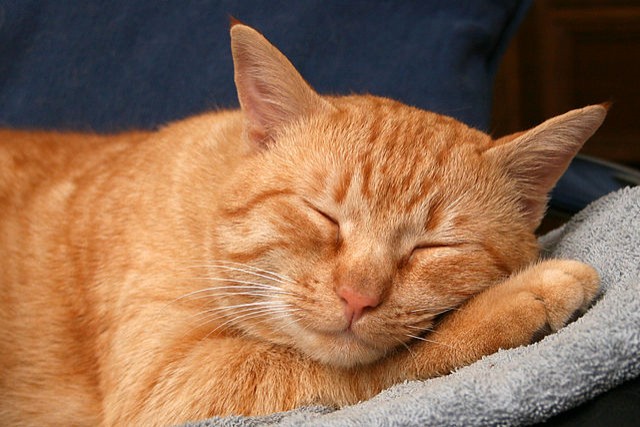 14. Oscar est le nom du chat qui ronronne le plus fort: soit 67,8 dB ce qui correspond à l'intensité émise par un aspirateur.
