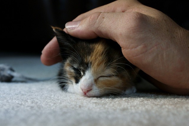 15. Eine Katze zu besitzen reduziert die Warscheinlichkeit für einen Herzinfarkt um das Dreifache.