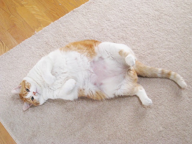 4. L'agence Guinness World Records ne reconnaît plus les records des chats les plus gros du monde pour ne pas encourager l'obésité chez les animaux.