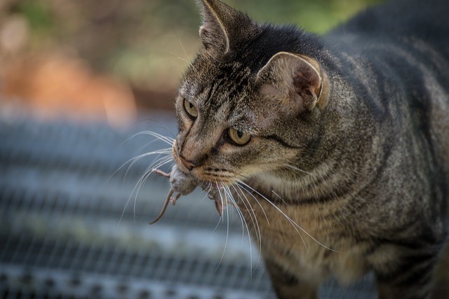 5. Quando i gatti portano animali morti al proprietario è perché suppongono che non sia in grado di procurarsi cibo da solo e vogliono insegnargli a cacciare, proprio come mamma gatta fa con i piccoli.