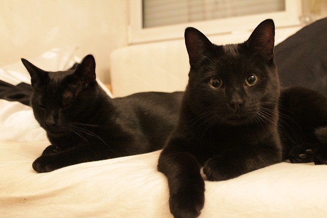 8. Dans certains pays, vous ne pouvez pas adopter des chats noirs les jours avant la fête d'Halloween pour éviter les sacrifices et la torture.
