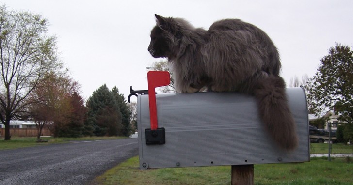 9. En 1879 en Belgique, les chats étaient employés pour livrer le courrier: ils ont vite été remplacés par d'autres moyens.