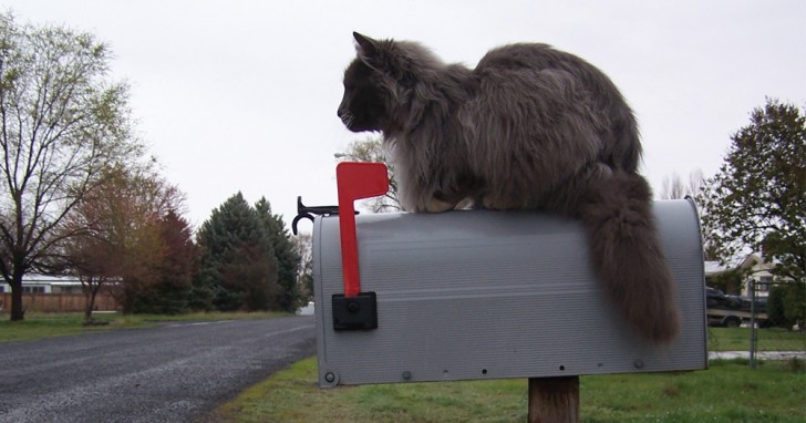 9. In 1879 werden katten in België gebruikt voor het bezorgen van de post. Al snel ging men over op andere methoden.